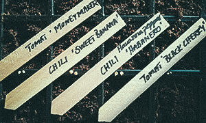 Såning af chili og tomat Såning af chili og tomat